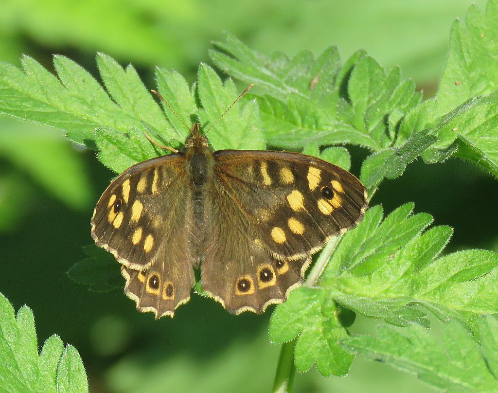  Speckled Wood 